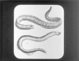 Lamprey