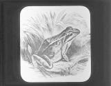Bull Frog