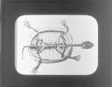 Skelton of Turtle