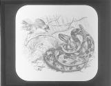 Rattlesnake
