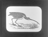 Curlew