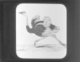 Ostrich