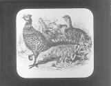 Pheasant