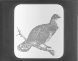 Ruffled Grouse