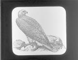 Gerfalcon