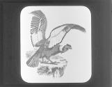 Condor
