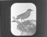Blackbird