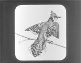 Bluejay