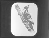 Woodpecker