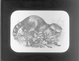 Raccoon