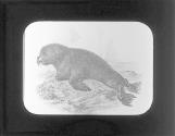 Sea Lion