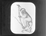 Diadem Lemur