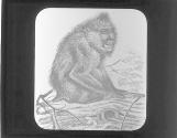 Mandrill