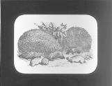 Hedgehog