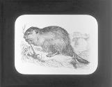 Beaver