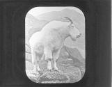 Rocky Mountain Goat