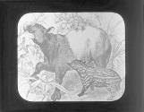 Tapir