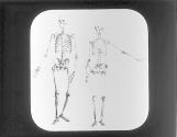Human Skelton