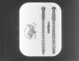 Biar and Spinal Column