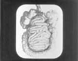 Intestines