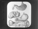 Liver, Stomach and Panereas