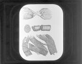 Muscular fibres, fasciculus & sarcolemma