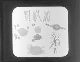 Nerve tubes, cells and ganglia
