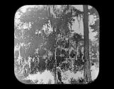Everglade of Flordia
