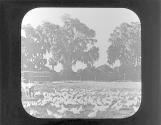 Chicken Farming-Florida