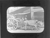 Ox Cart India