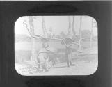Native Ploughman-Java