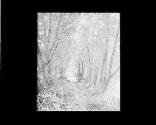 Woodland Path