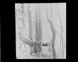 Lyre Tree near Honeoye