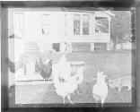 [Chickens in yard with cat.]