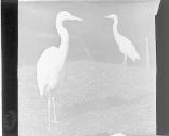 Heron