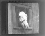 Horse looking through Barn Window