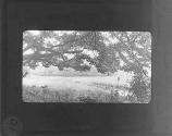 Neath the Shade of a Spreading Oak