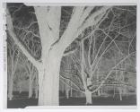 Eastman House lawn in snow