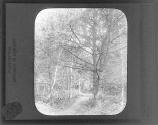 Through the woods near Lake Winnipeasaukee