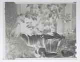 Edward Weston's backyard