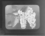 Lilacs