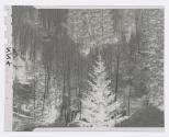 Forest, North Rim, Grand Canyon