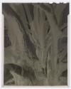 [Tree branches]