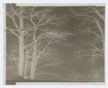 [Snow covered trees]