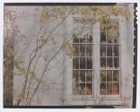 [Tree near a white window displaying glasses]