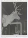 Silverton, Colorado, bar with buck and birds