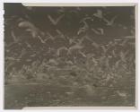 [Seagulls feeding near shore]