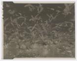 [Seagulls feeding near shore]
