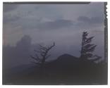 [Trees on mountain top]