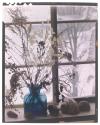 [Vase with dried plants, shells and rocks by a window]